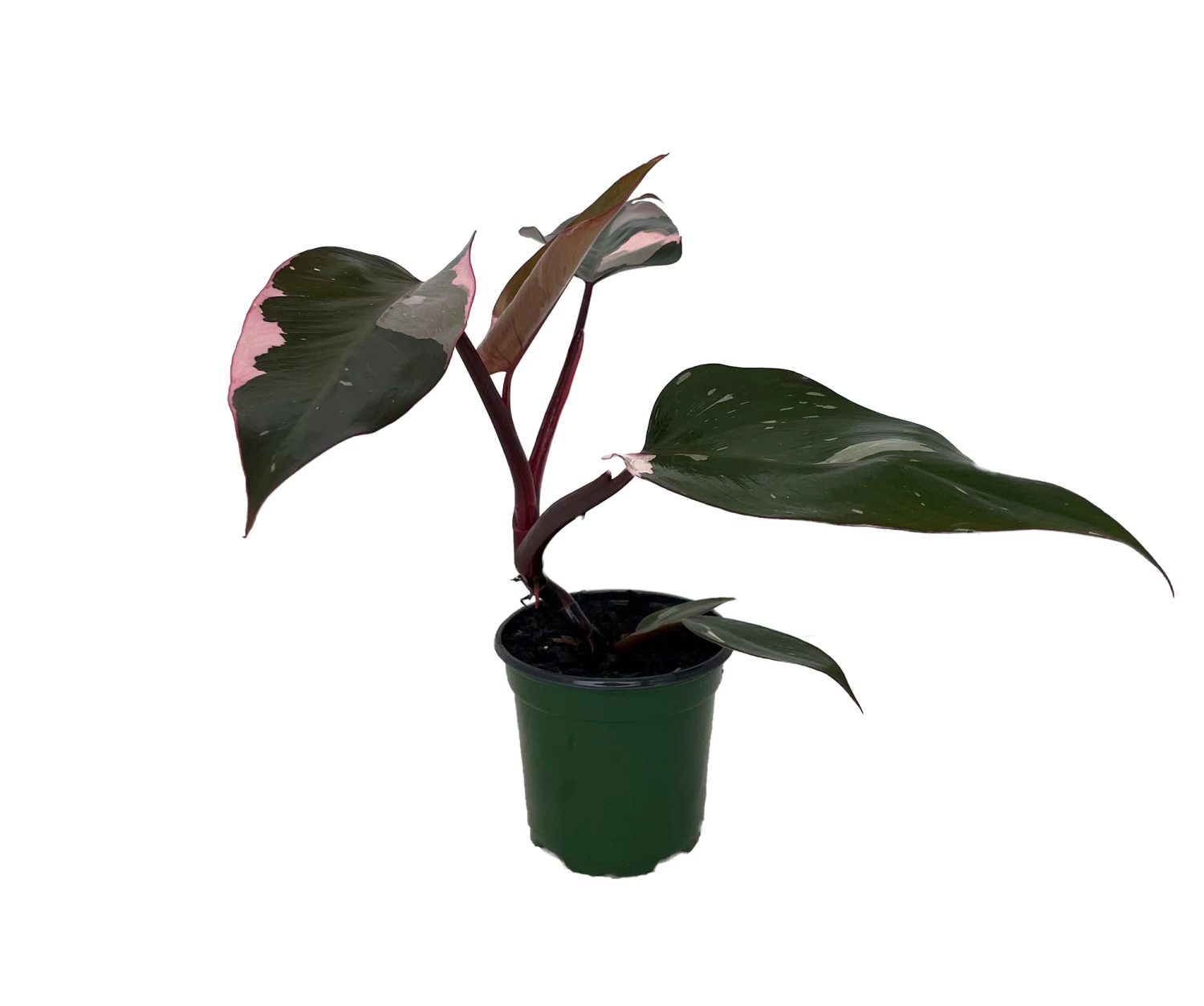Rare Pink Princess Philodendron - 4" Pot - Collector's Series 4 Rare Pink Princess Philodendron - 4" Pot - Collector's Series - Image 2