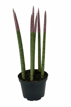 HIRTS Sales -HIRTS Sales pinksnaketips 62960.1690831073