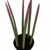 Make-Upz Glitter Pink Bamboo Shoots Snake Plant - Sansevieria - 6" Pot -HIRTS Sales pinktipsnake 22435.1690831072