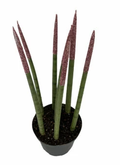 Make-Upz Glitter Pink Bamboo Shoots Snake Plant - Sansevieria - 6" Pot