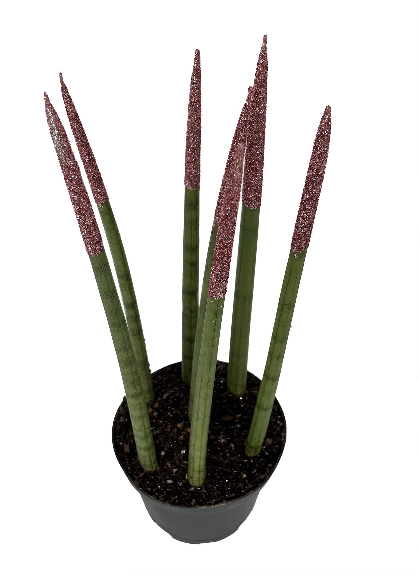 Make-Upz Glitter Pink Bamboo Shoots Snake Plant - Sansevieria - 6" Pot 3 Make-Upz Glitter Pink Bamboo Shoots Snake Plant - Sansevieria - 6" Pot