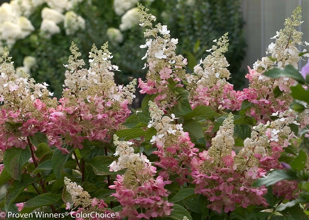 Pinky Winky ® Hydrangea Bush - Potted - Proven Winners - 4" Pot 4 Pinky Winky ® Hydrangea Bush - Potted - Proven Winners - 4" Pot - Image 2