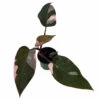Rare Pink Princess Philodendron - 4" Pot - Collector's Series 2 Rare Pink Princess Philodendron - 4" Pot - Collector's Series -HIRTS Sales pnkprinphil4a 44674.1658767286