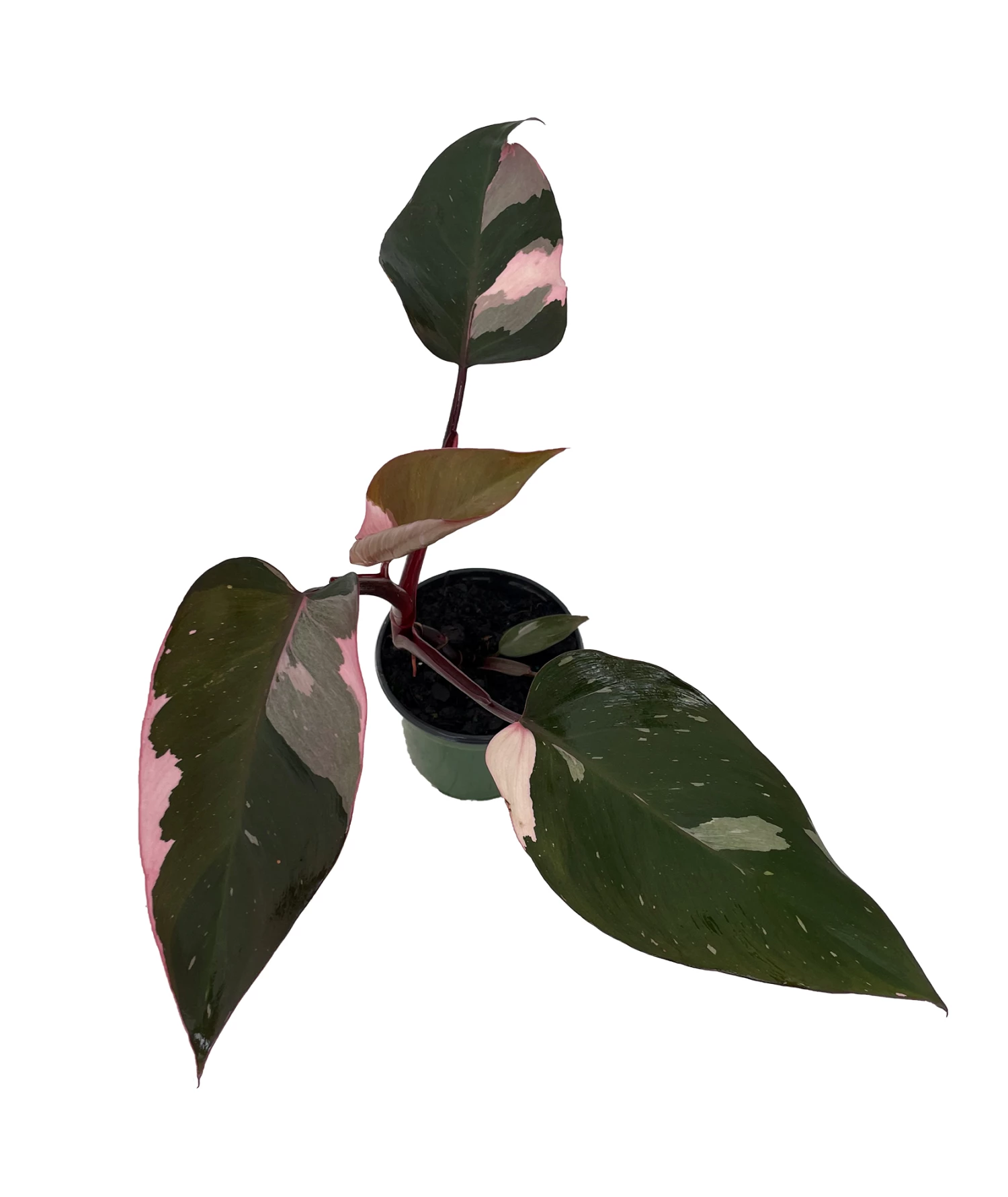 Rare Pink Princess Philodendron - 4" Pot - Collector's Series 3 Rare Pink Princess Philodendron - 4" Pot - Collector's Series
