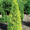 Polar Gold® Arborvitae - Thuja - Evergreen - Proven Winners - 4" Pot 1 Polar Gold® Arborvitae - Thuja - Evergreen - Proven Winners - 4" Pot -HIRTS Sales polar gold thuja 60601.1615344543