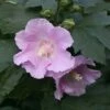 POLLYPETITE® Rose Of Sharon Hibiscus - 4" Pot - Proven Winners -HIRTS Sales pollypetite222 85264.1615344642
