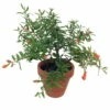 Dwarf Pomegranate Plant - Punica -Bonsai/Houseplant/Outdoors- Edible-4" Clay Pot 2 Dwarf Pomegranate Plant - Punica -Bonsai/Houseplant/Outdoors- Edible-4" Clay Pot -HIRTS Sales pomegranateclay1new 95562.1614909692