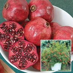 Dwarf Pomegranate Plant - Punica -Bonsai/Houseplant/Outdoors- Edible-4" Clay Pot -HIRTS Sales pomegranitedwf1 24045.1614909692