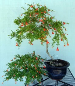 Dwarf Pomegranate Plant - Punica -Bonsai/Houseplant/Outdoors- Edible-4" Clay Pot -HIRTS Sales pomegranitedwfhr 33888.1614909692
