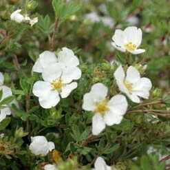 White Happy Face® Bush Cinquefoil - Potentilla - Pure White - Proven Winners 6 White Happy Face® Bush Cinquefoil - Potentilla - Pure White - Proven Winners -HIRTS Sales potentillahappyfacewhite1 54777.1615344517