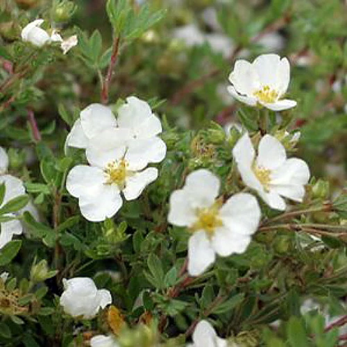 White Happy Face® Bush Cinquefoil - Potentilla - Pure White - Proven Winners 4 White Happy Face® Bush Cinquefoil - Potentilla - Pure White - Proven Winners - Image 2