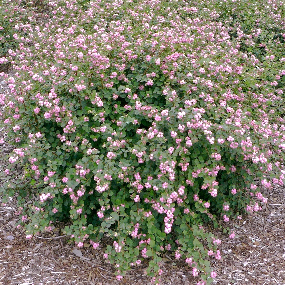 Proud Berry® Coral Berry - 4" Pot - Symphoricarpos - Proven Winners - Image 2