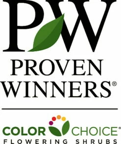 Blue Chiffon® Hibiscus Syriacus - Rose Of Sharon - 4" Pot - Proven Winners -HIRTS Sales proven20winners 64253.1615344582