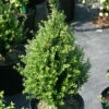 Patti O™ Japanese Holly - Ilex Crenata - 4" Pot - Proven Winners -HIRTS Sales proven winners ilex patti o japanese holly 1 91318.1615344611