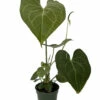 Pterodactyl Anthurium Plant - Easy To Grow - House Plant - 4" Pot - Great Gift -HIRTS Sales pterdacanthu4 65131.1689120990