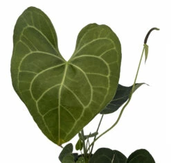 Pterodactyl Anthurium Plant - Easy To Grow - House Plant - 4" Pot - Great Gift -HIRTS Sales pterodanth4 70967.1689120990