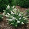 Pugster White®Butterfly Bush - 4" Pot - Buddleia - Proven Winners 1 Pugster White®Butterfly Bush - 4" Pot - Buddleia - Proven Winners -HIRTS Sales pugster20white20butterfly20bush20flowers 09518.1615344649