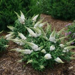 Pugster White®Butterfly Bush - 4" Pot - Buddleia - Proven Winners