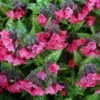 Shrimps On The Barbie Lungwort Perennial - Pulmonaria - Gallon Pot -HIRTS Sales pulmonariasotb 29448.1616329857