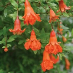 Peppy Le Pom™ - Pomegranate - Punica Granatum - 4" Pot