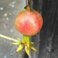 Peppy Le Pom™ - Pomegranate - Punica Granatum - 4" Pot -HIRTS Sales punica peppy le pom 3 1080 1080 60 23240.1615344712