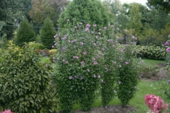 Purple Pillar® Hibiscus - 4" Pot - Rose Of Sharon - Proven Winners -HIRTS Sales purple pillar hibiscus 2 58094.1615344635