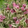 My Monet Purple Effect® Weigela - Proven Winners - 4" Pot 2 My Monet Purple Effect® Weigela - Proven Winners - 4" Pot -HIRTS Sales purpleeffect 81291.1615344701