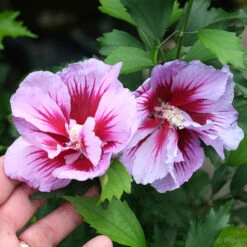 Purple Pillar® Hibiscus - 4" Pot - Rose Of Sharon - Proven Winners -HIRTS Sales purplepillar 62461.1615344635