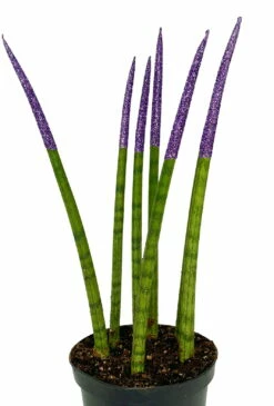 Make-Upz Glitter Purple Bamboo Shoots Snake Plant - Sansevieria - 6" Pot 7 Make-Upz Glitter Purple Bamboo Shoots Snake Plant - Sansevieria - 6" Pot -HIRTS Sales purpletips 40776.1690831071