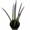 Make-Upz Glitter Purple Bamboo Shoots Snake Plant - Sansevieria - 6" Pot -HIRTS Sales purpsnaketips 55015.1690831071