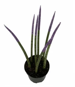 Make-Upz Glitter Purple Bamboo Shoots Snake Plant - Sansevieria - 6" Pot