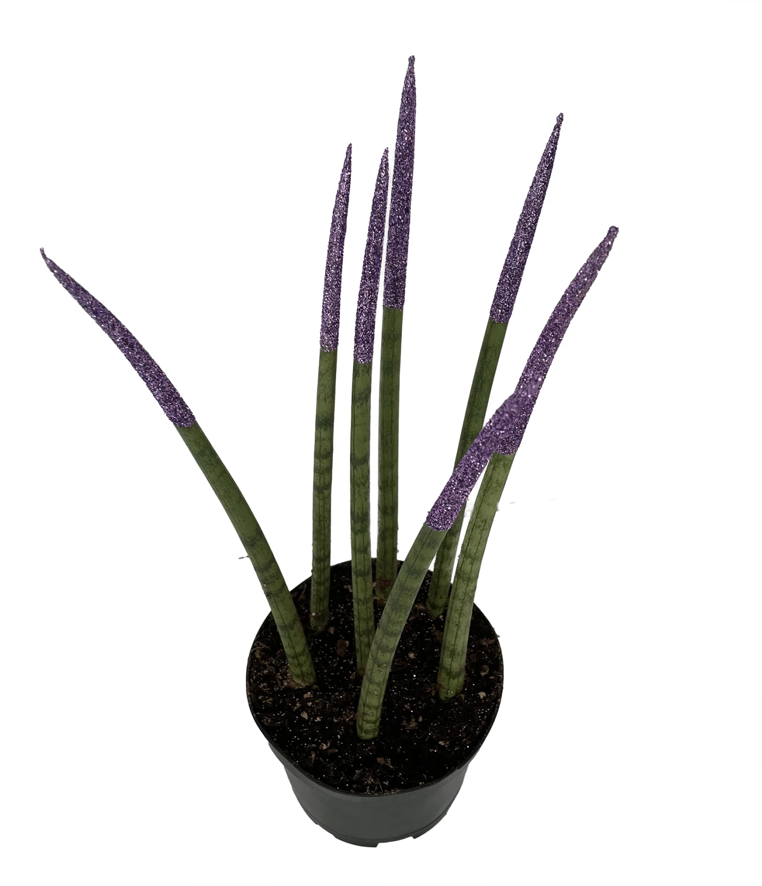 Make-Upz Glitter Purple Bamboo Shoots Snake Plant - Sansevieria - 6" Pot 3 Make-Upz Glitter Purple Bamboo Shoots Snake Plant - Sansevieria - 6" Pot