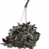 Purple Tradescantia - 6" Hanging Basket - Easy To Grow House Plant -HIRTS Sales purptrad6hb 49411.1649330626