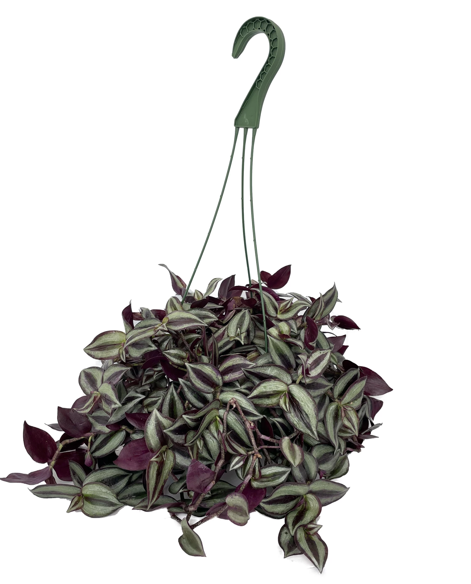 Purple Tradescantia - 6" Hanging Basket - Easy To Grow House Plant 3 Purple Tradescantia - 6" Hanging Basket - Easy To Grow House Plant