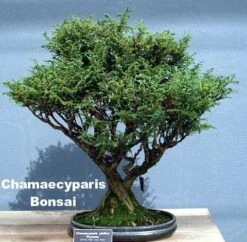 Soft Serve® False Cypress - Chamaecyparis - 4" Pot - Proven Winners -HIRTS Sales pw 70746.1615344478