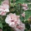 Sugar Tip® Hibiscus Rose Of Sharon - Creamy/White Tips - Proven Winners - 4" Pot -HIRTS Sales pw img hibiscus sugar tip 1 19788.1615344479