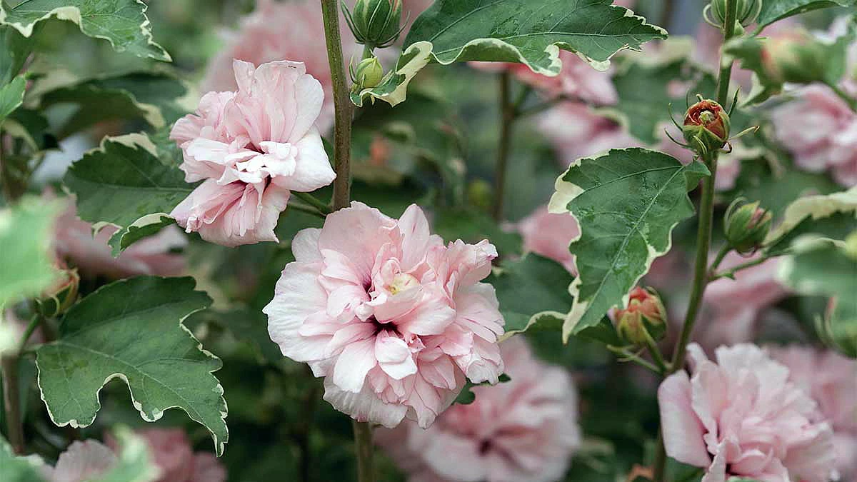 Sugar Tip® Hibiscus Rose Of Sharon - Creamy/White Tips - Proven Winners - 4" Pot 3 Sugar Tip® Hibiscus Rose Of Sharon - Creamy/White Tips - Proven Winners - 4" Pot