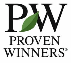 CASTLE KEEP® Blue Holly - Ilex - 4" Pot - Proven Winners 9 CASTLE KEEP® Blue Holly - Ilex - 4" Pot - Proven Winners -HIRTS Sales pw logo 74417.1615344696