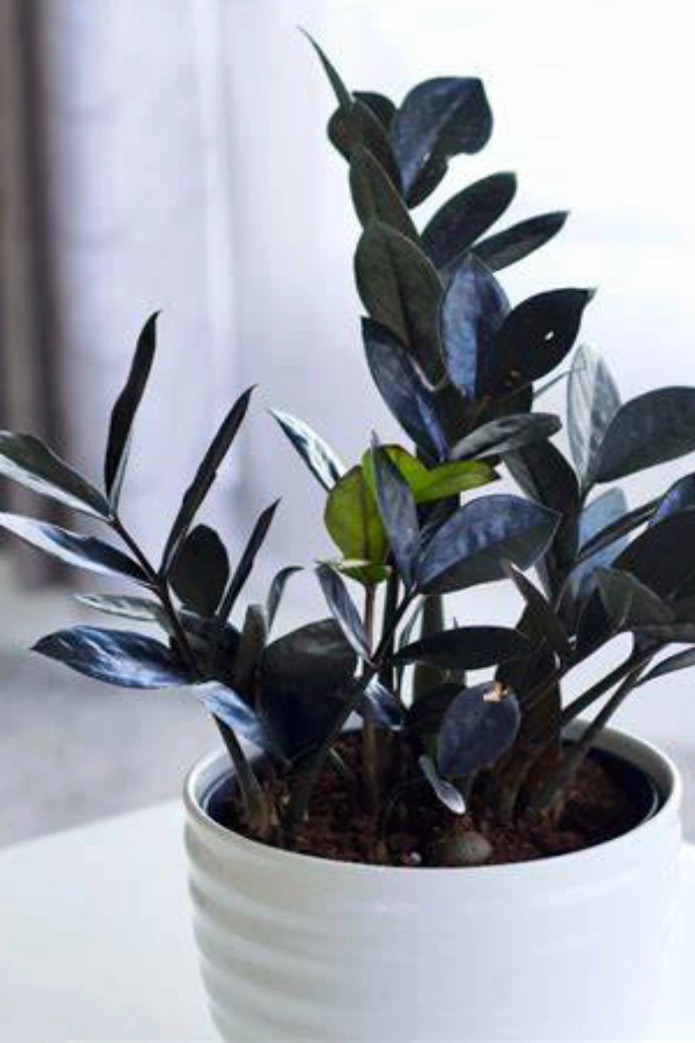 Black Queen ZZ Plant - Zamioculcas - 4" Pot - Collector's 9 Black Queen ZZ Plant - Zamioculcas - 4" Pot - Collector's - Image 7
