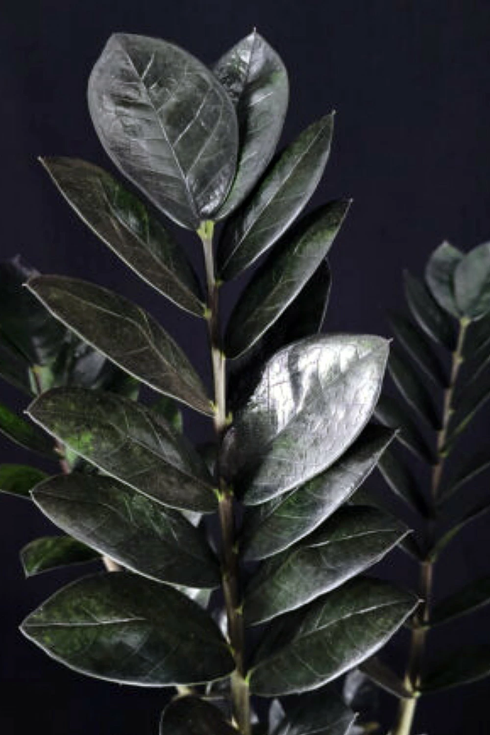 Black Queen ZZ Plant - Zamioculcas - 4" Pot - Collector's 4 Black Queen ZZ Plant - Zamioculcas - 4" Pot - Collector's - Image 2