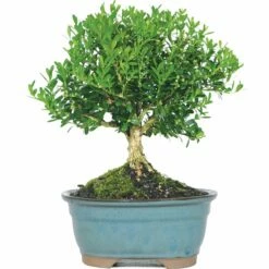 NEWGEN FREEDOM® Boxwood - 4" Pot - Buxus - Indoors Or Out -HIRTS Sales r 27566.1648736588