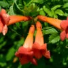 Trumpet Vine - Campsis Radicans - 2.5" Pot -HIRTS Sales radicnastrumpet 98034.1615344758