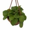 Rana Verde Rippled Peperomia Chinese Money Plant - 4" Mini Hanging Basket -HIRTS Sales ranaver4mhb 25848.1693757868