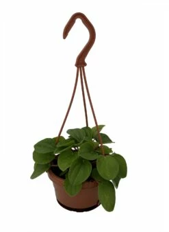 Rana Verde Rippled Peperomia Chinese Money Plant - 4" Mini Hanging Basket -HIRTS Sales ranver4mhb 74074.1693757868
