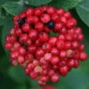 Red Balloon™ Viburnum Shrub - Proven Winners -HIRTS Sales red20balloon20viburnum203 44782.1615344540