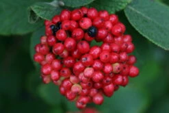 Red Balloon™ Viburnum Shrub - Proven Winners