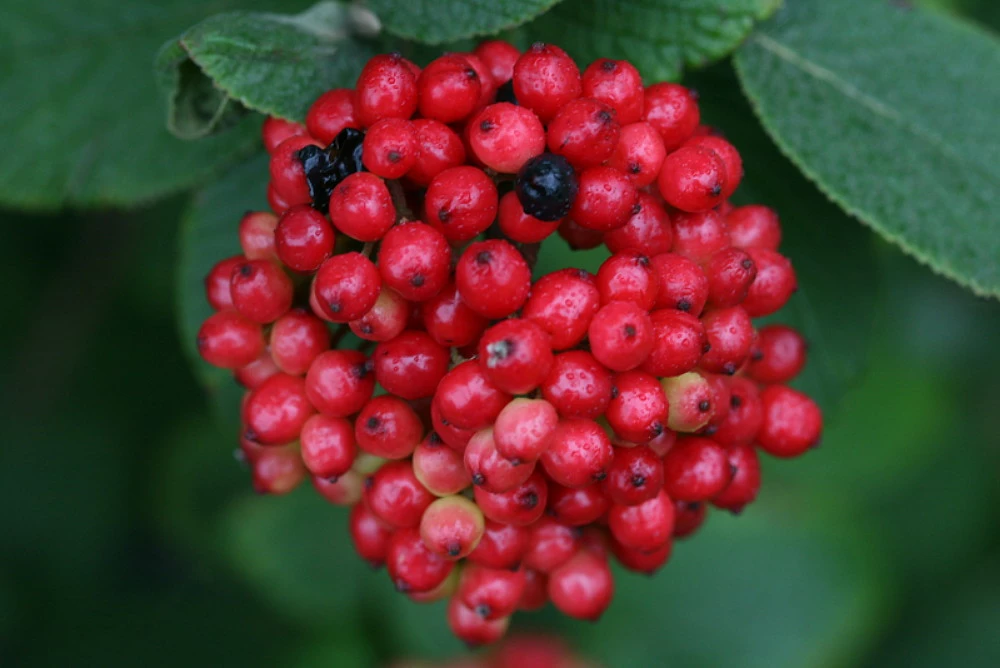 Red Balloon™ Viburnum Shrub - Proven Winners 3 Red Balloon™ Viburnum Shrub - Proven Winners