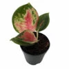 Red King Chinese Evergreen Plant - Aglaonema - 2" Pot - Collector's Series -HIRTS Sales redking2 46253.1696365434