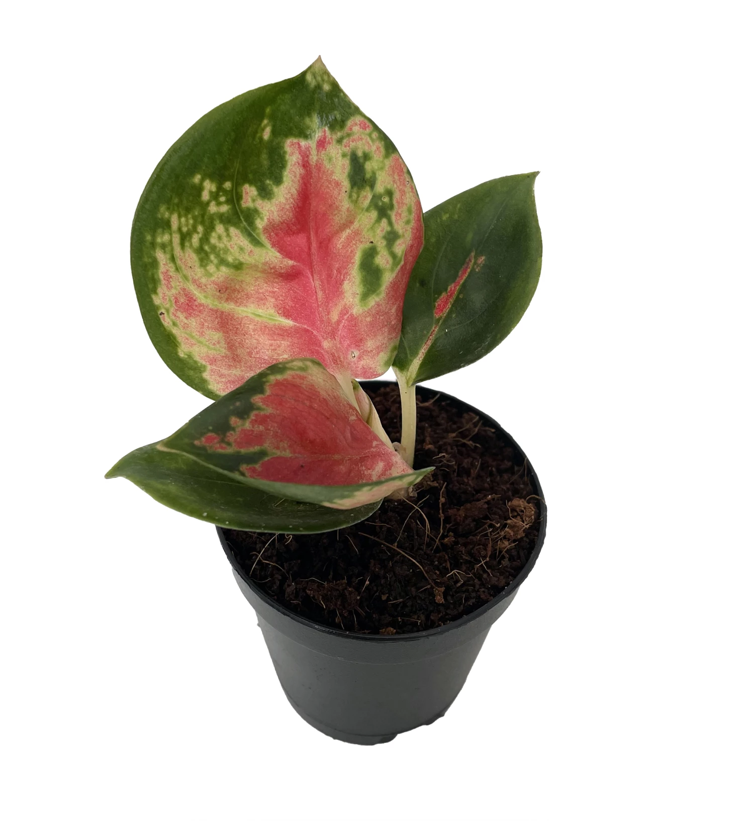 Red King Chinese Evergreen Plant - Aglaonema - 2" Pot - Collector's Series 3 Red King Chinese Evergreen Plant - Aglaonema - 2" Pot - Collector's Series