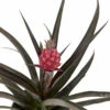 Red Pineapple Plant - Ananas Bracteatus - Great Indoors/Out - 5" Pot -HIRTS Sales redpapple5 63340.1687976848